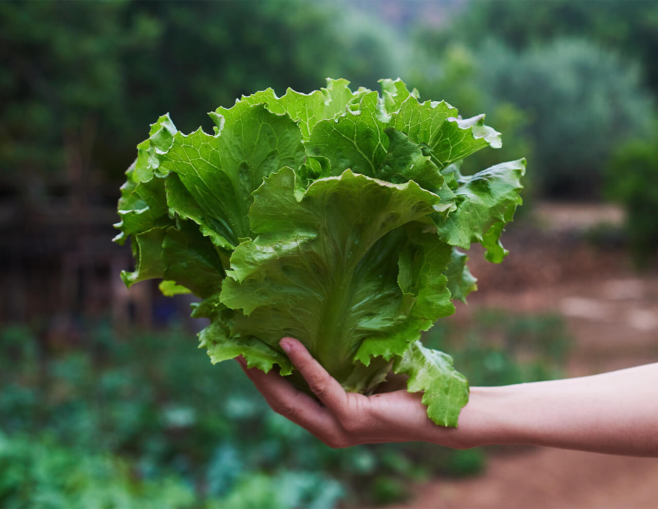 Gas brugt til fødevarer, rent naturligt salathoved der holdes i hånd